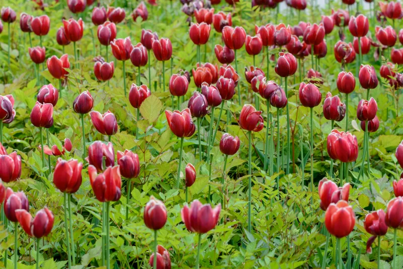 Close up of bright red tulips flower bed