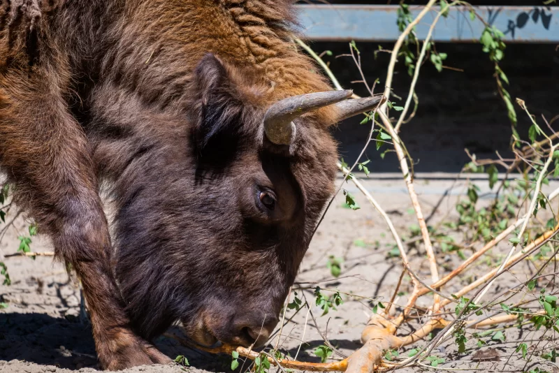 Зубр жует ветки в зоопарке