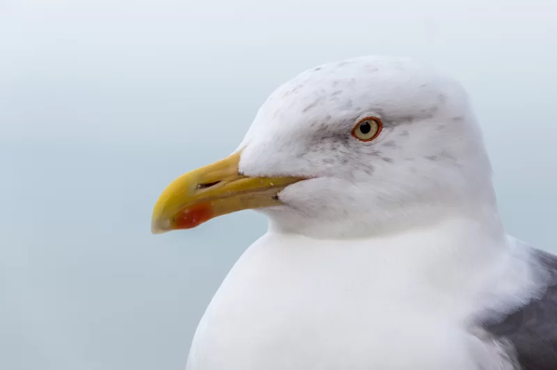 Close-up of a seagull's head against the sky