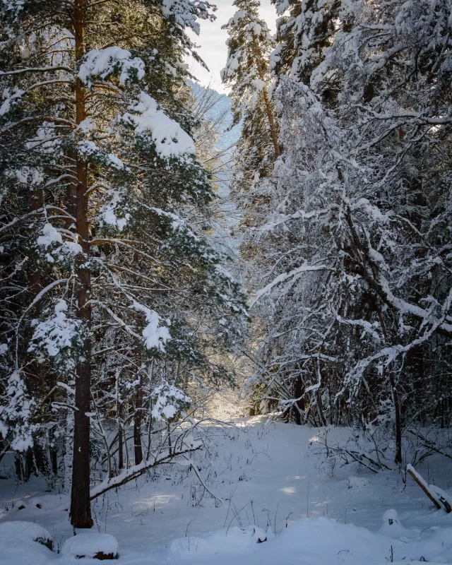 Sunlit winter forest path