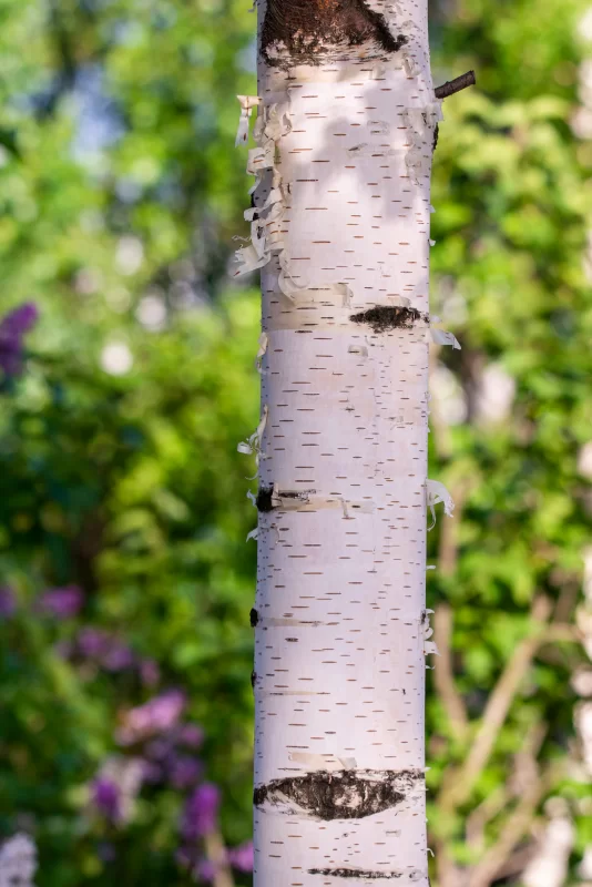 Ствол белой березы