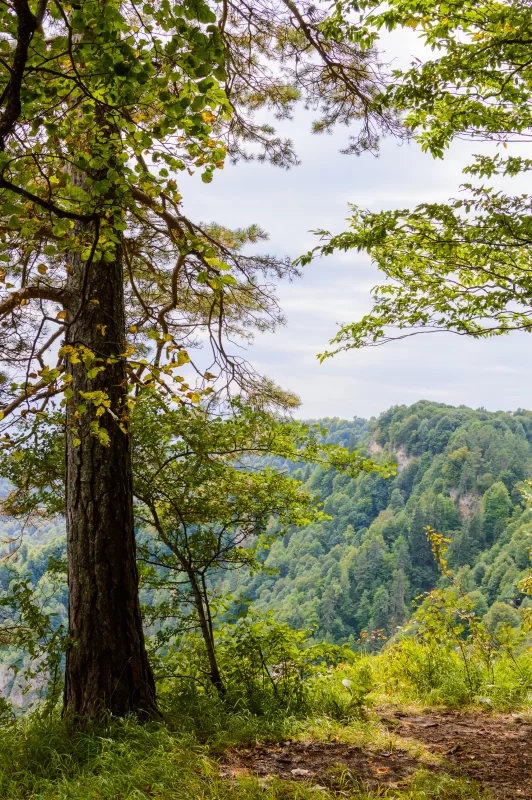 Лесной пейзаж с видом на горы