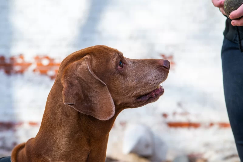 Портрет собаки, ожидающей команду от хозяина