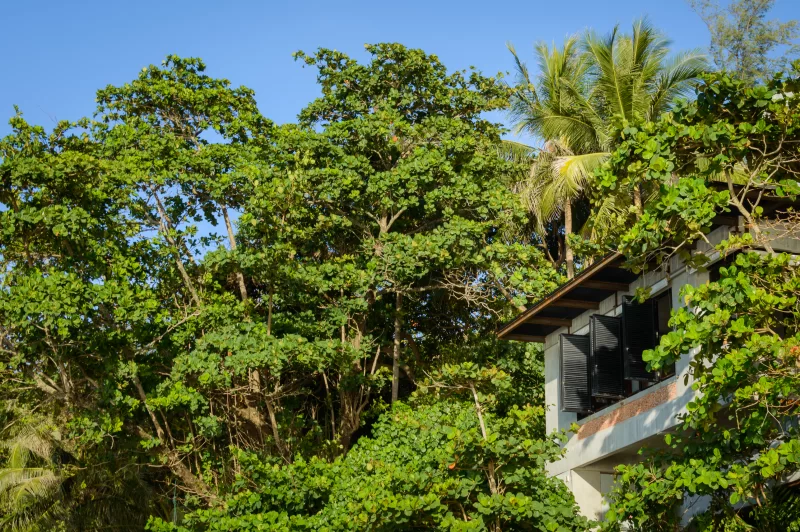 Тропический рай: современный дом среди пышной зелени и пальм