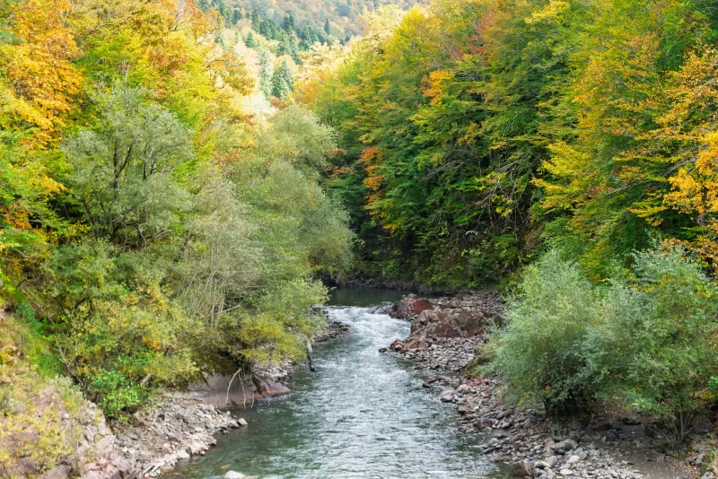 Осенняя река в лесу Адыгеи