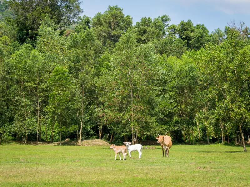Calfs with mother on meadow
