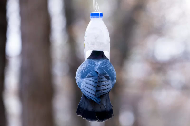 Blue bird eating from a homemade plastic bottle feeder