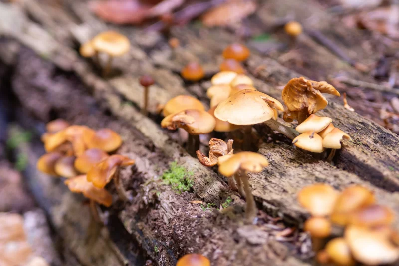 Дикие грибы на бревне в Адыгее