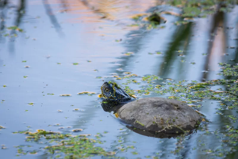 Черепаха в воде с ряской