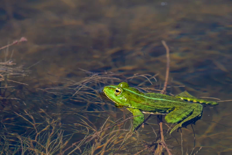 Marsh Frog in the water - Pelophylax ridibundus