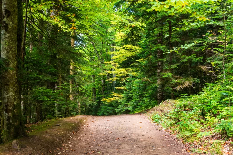 Лесная тропа в Адыгее