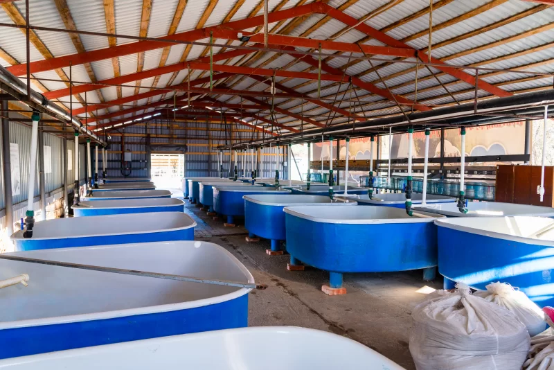 Pools for breeding sturgeon fish on fish farm