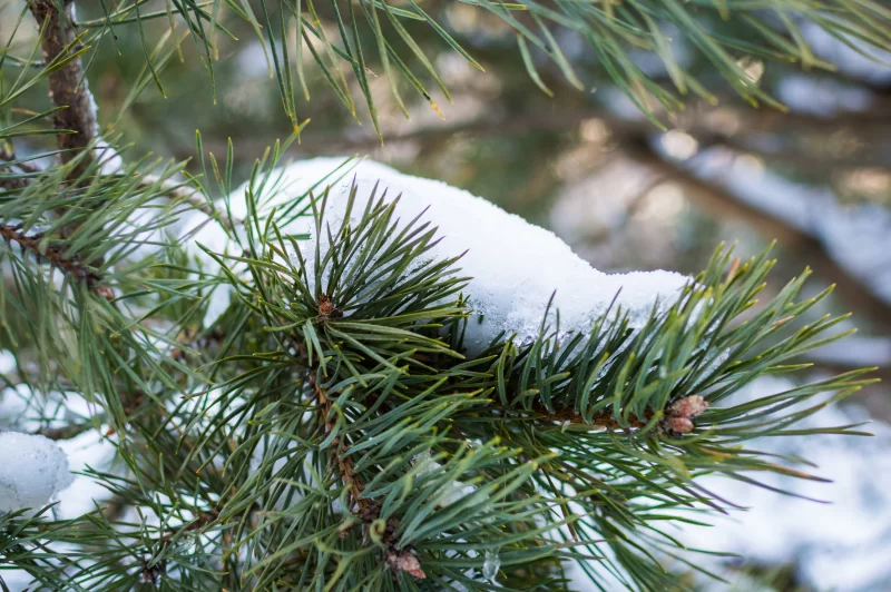 Ветка сосны в снегу