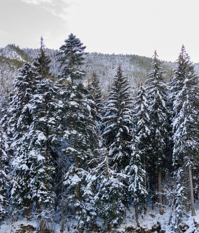 Зимний лес, покрытый снегом