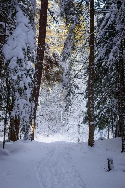 Winter forest: snowy path