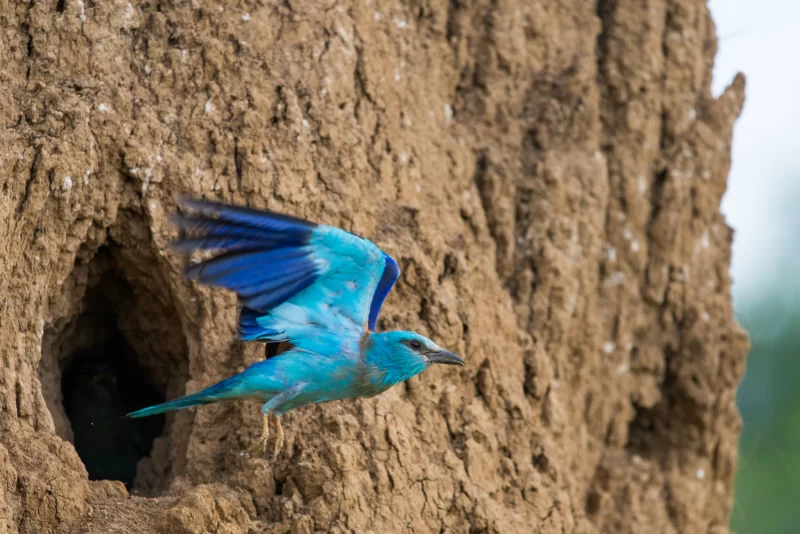 Яркая птица сизоворонка в полете у гнезда в глиняном обрыве