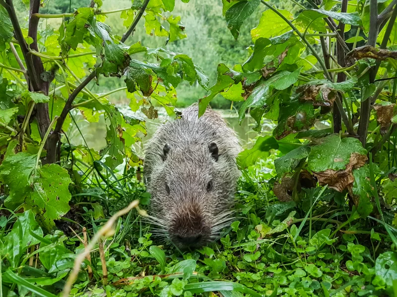 Nutria, also called coypu or river rat