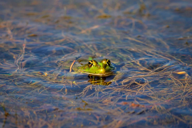 Green frog in water among algae