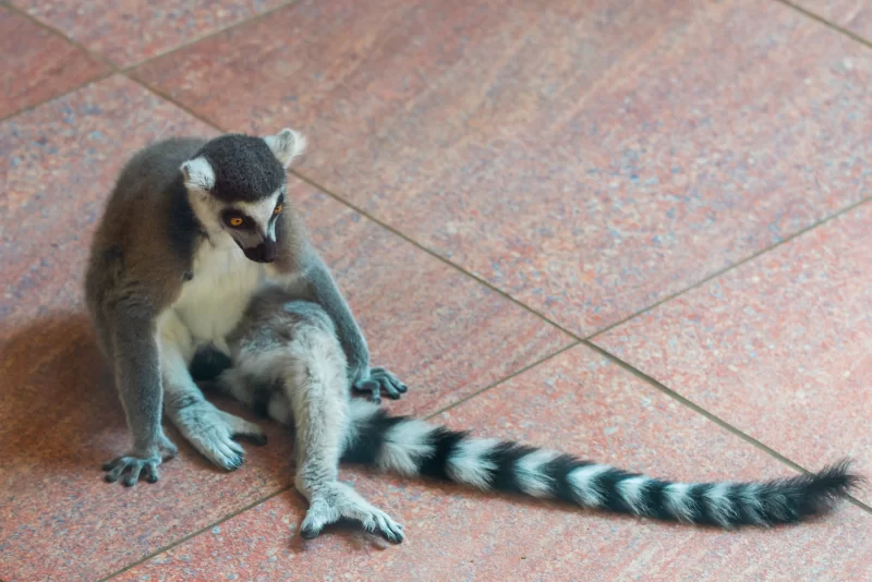 Лемур с кольчатым хвостом сидит на полу