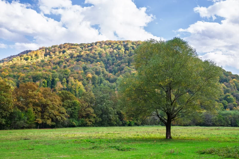 Одинокое дерево на осеннем поле с лесистой горой