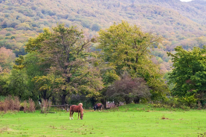 Осенний пейзаж с лошадьми в Адыгее