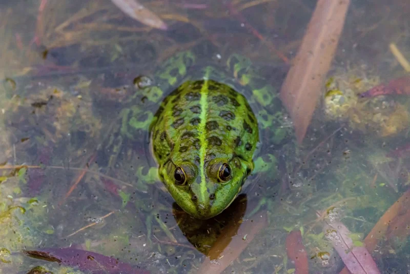 Green frog in water