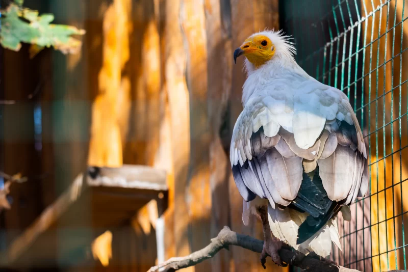 Египетский стервятник на ветке в вольере