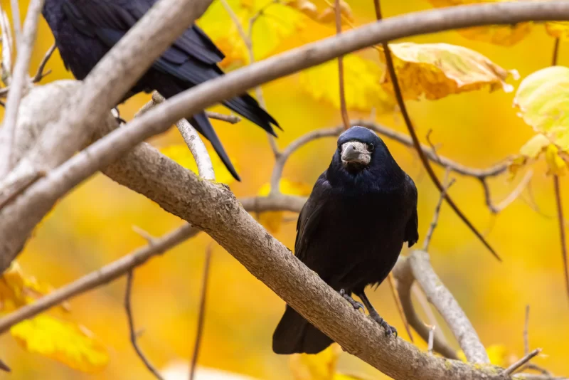 Black rook on a branch with autumn leaves