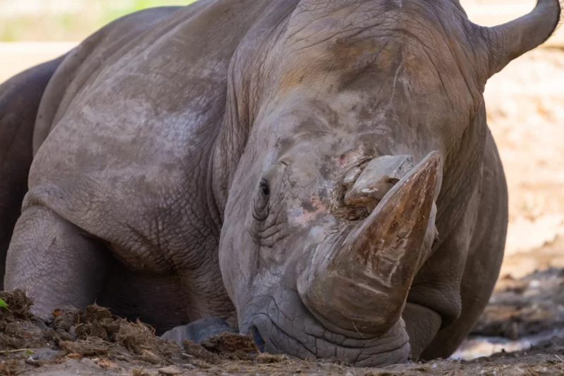 Крупный план носорога в грязи
