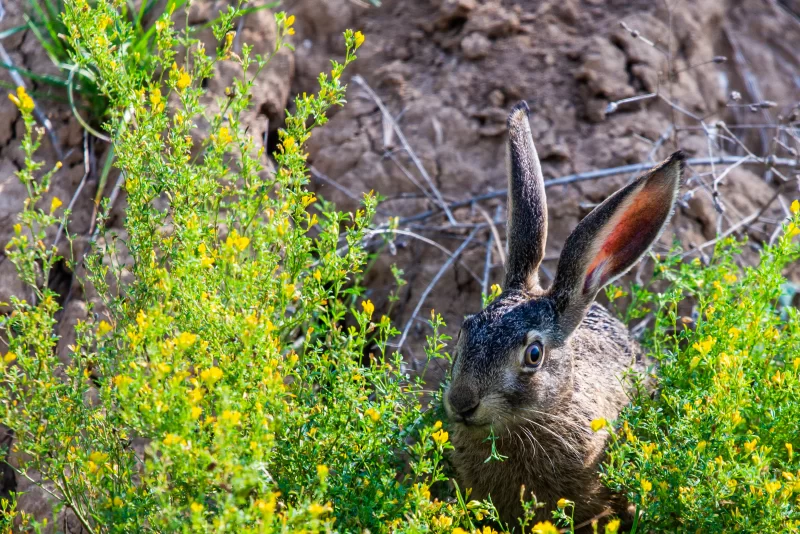 Hare in flowers