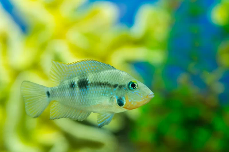 Яркая аквариумная рыбка с голубыми глазами на размытом фоне