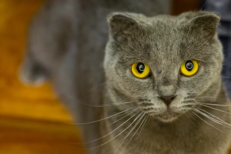 Портрет очаровательного серого кота с яркими желтыми глазами