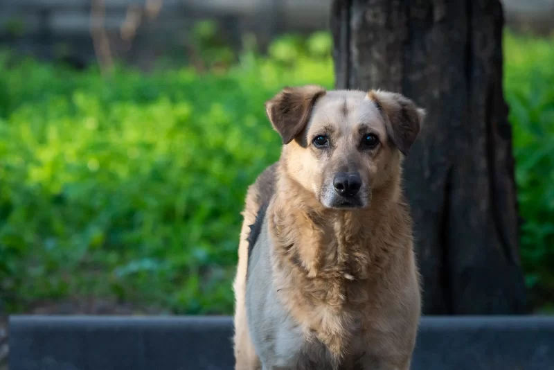 Одинокий пес смотрит в камеру на фоне зелени
