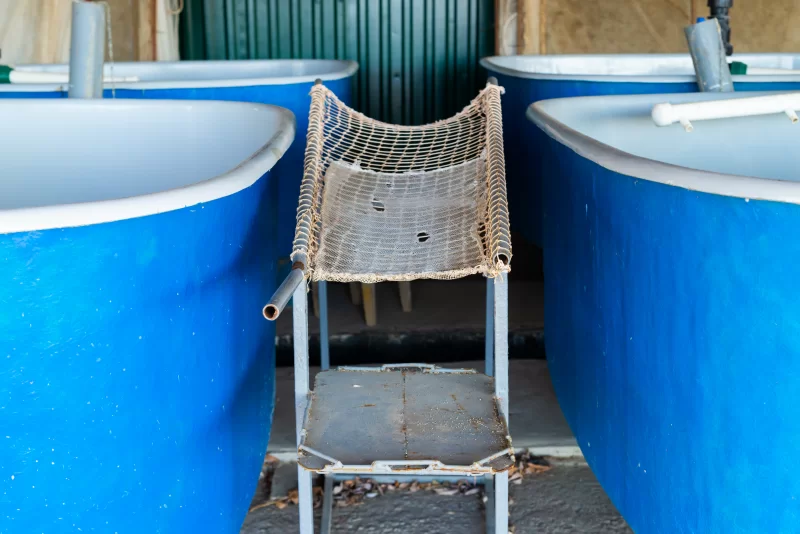 Стол для получения икры осетровых рыб на рыбоводном заводе