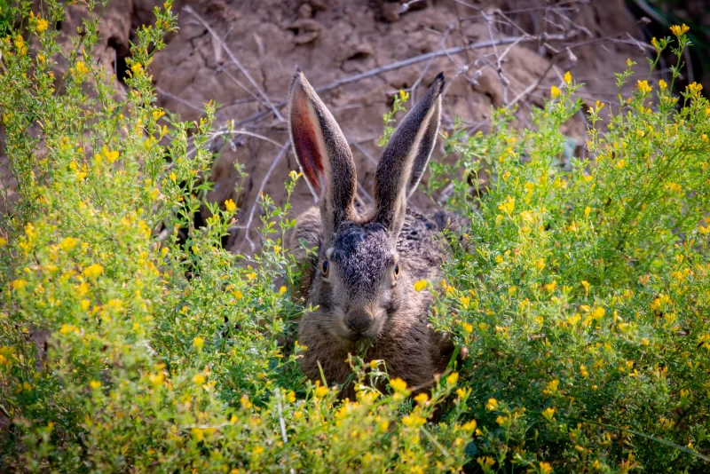 Hare in yellow flowers