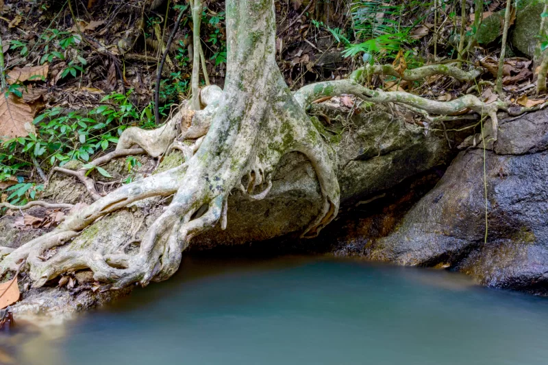 Big tree roots on stone above river