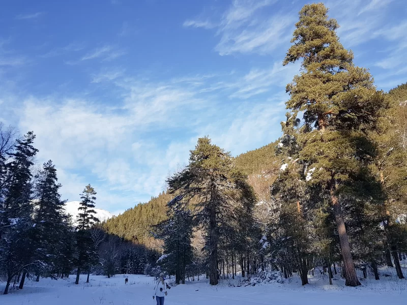 Морозный зимний пейзаж в заснеженном лесу