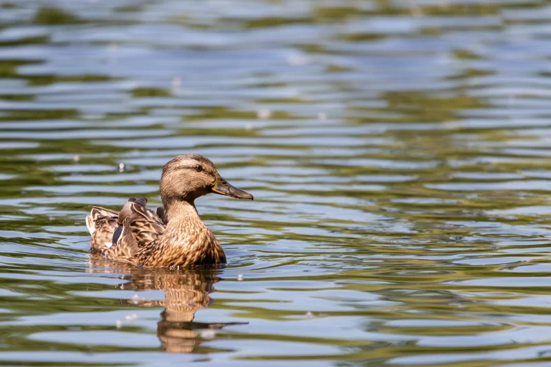 Утка на водной глади: естественная красота в движении