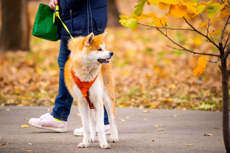 Преданный спутник в осеннем парке: Акита-ину на прогулке