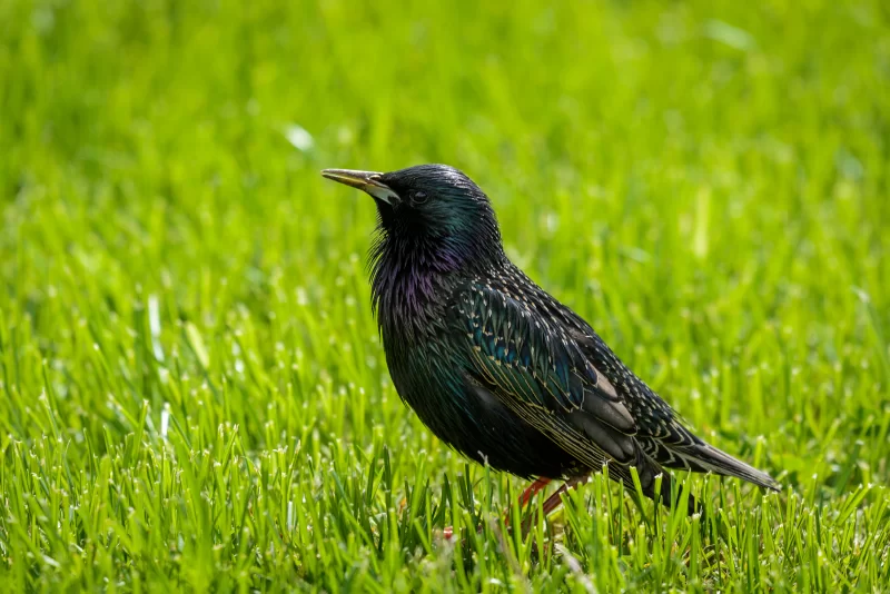 Black starling on green grass, vibrant feathers, sunny day