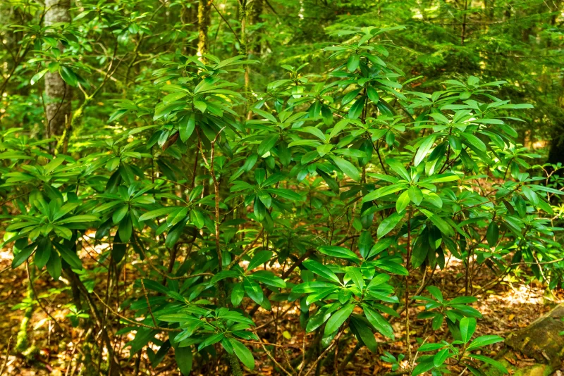 Пышная зеленая листва в лесу Адыгеи