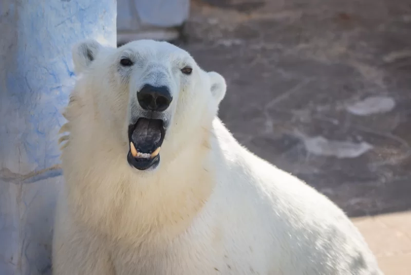 Белый полярный медведь