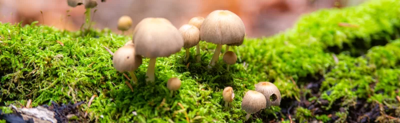 Mushrooms on moss in an Adygea forest