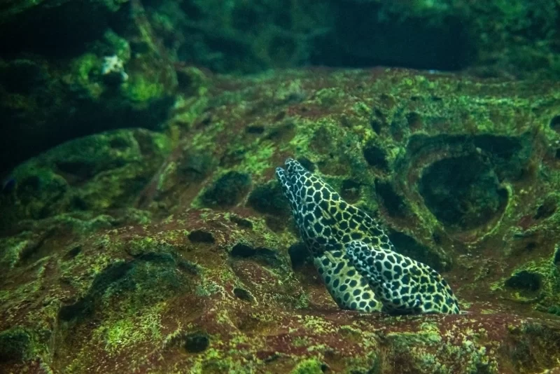 Пятнистый мурена, затаившаяся среди подводных камней