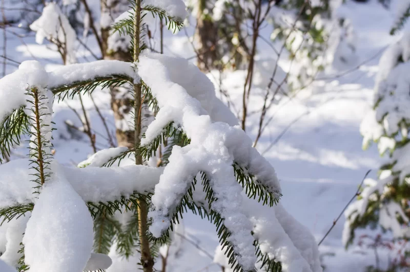 Winter forest: fluffy snow on fir branches
