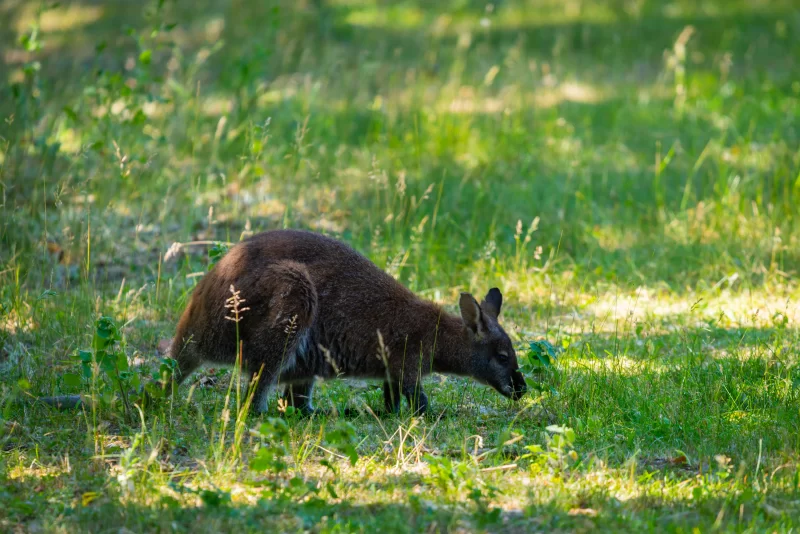 Валаби ест траву в солнечном лесу