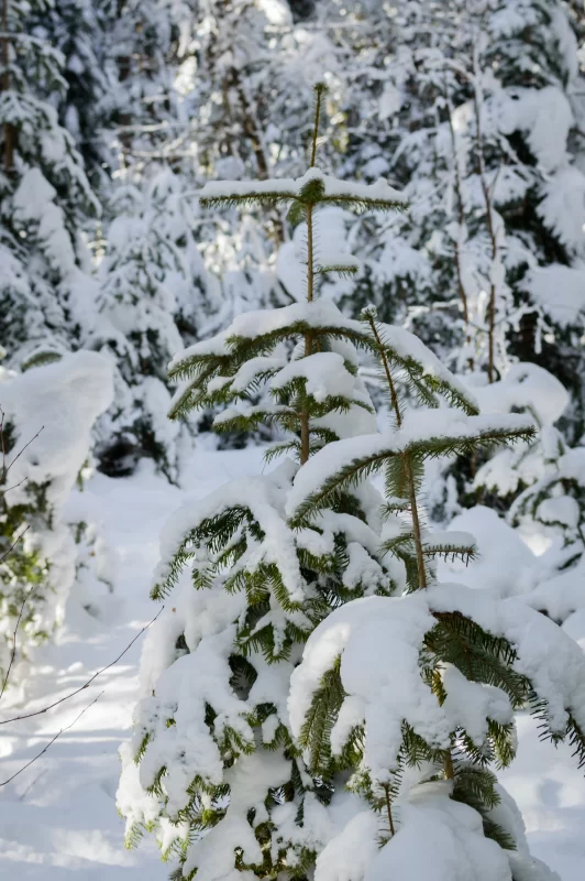 Зимний лес: пихтовые ветви, укрытые пушистым снегом