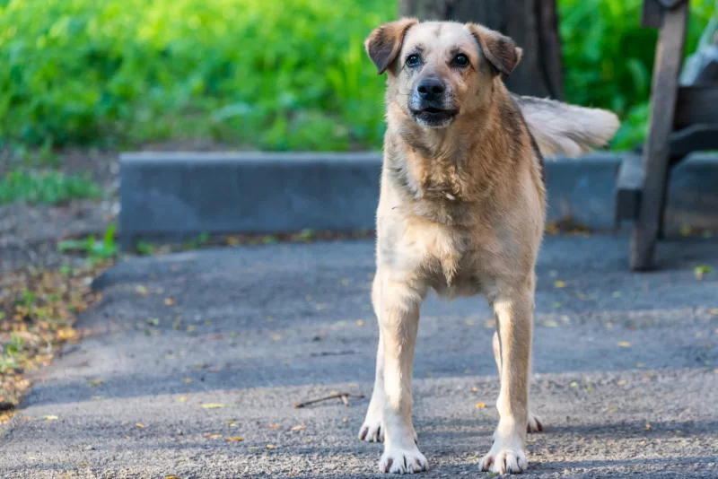Одинокий пес в парке: взгляд в камеру