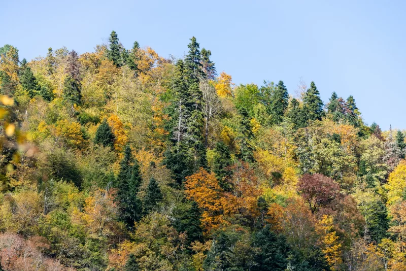 autumn forest in Adygea