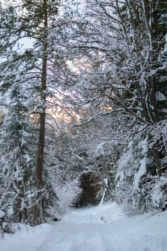 Зимняя сказка: тропа в заснеженном лесу